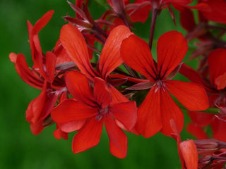 Pelargonium peltatum <br>TRAILING IVY GERANIUM CARMINE