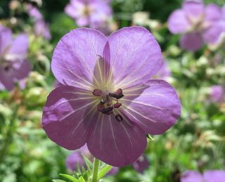 geranium pratense