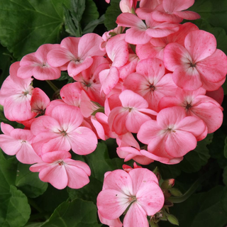 Pelargonium <br>GERANIUM WHITE TO ROSE APPLEBLOSSOM