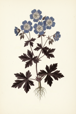 Geranium pratense RED/PURPLE FOLIAGE DARK REITER