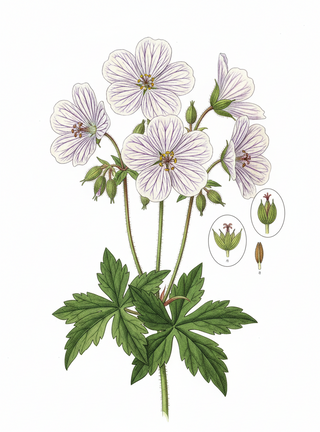 Geranium pratense STRIPED-FLOWER GERANIUM