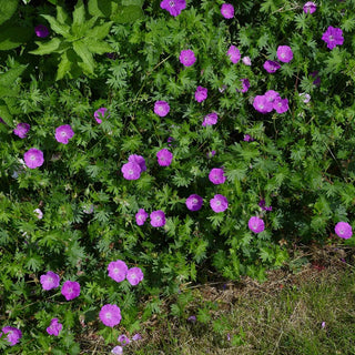 Geranium sanguineum <br>RED-PURPLE PERENNIAL GERANIUM