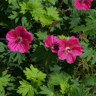 Geranium sanguineum <br>SCARLET-PURPLE PERENNIAL GERANIUM