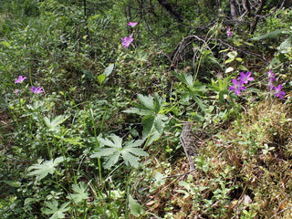 Geranium sylvaticum <br>WOOD CRANESBILL