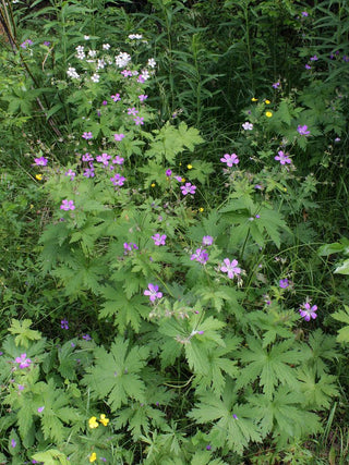 Geranium sylvaticum <br>WOOD CRANESBILL