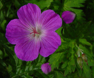 Geranium yesoense var. nipponicum <br>CRANESBILL