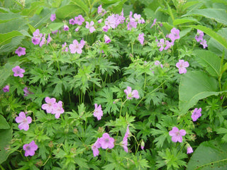 Geranium yesoense var. nipponicum <br>CRANESBILL