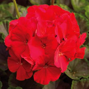 Pelargonium <br>RED GERANIUM WITH DARK FOLIAGE