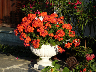 Pelargonium <br>GERANIUM ORANGE SPIRIT