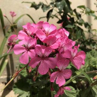 Pelargonium <br>GERANIUM PINK SPIRIT