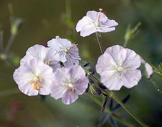 Geranium phaeum <br>PERENNIAL GERANIUM WHITE