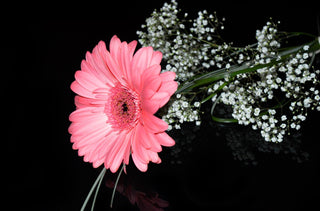 Gypsophila paniculata <br>BABY'S BREATH