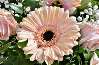 Gerbera jamsonii <br>GERBERA DAISY MIX