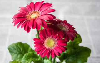 Gerbera jamsonii <br>GERBERA DAISY MIX