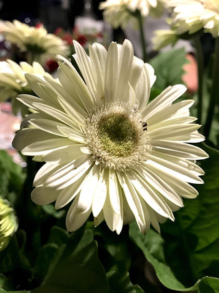 Gerbera jamsonii <br>GERBERA DAISY MIX