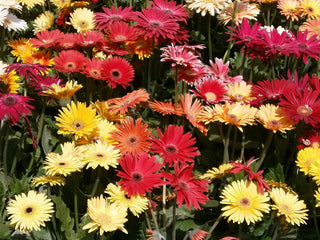 Gerbera jamsonii <br>GERBERA DAISY MIX