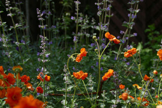 Geum coccineum <br>ORANGE AVENS