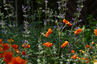 Geum coccineum <br>AVENS 'KOI'