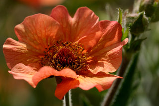 Geum coccineum <br>AVENS 'KOI'