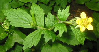 Geum urbanum <br>WOOD AVENS, HERB BENNET