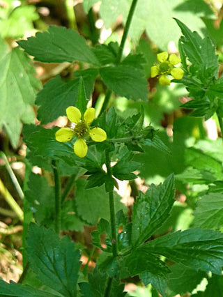 Geum urbanum <br>WOOD AVENS, HERB BENNET