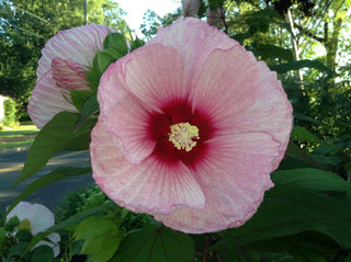 Hibiscus moscheutos <br>PINK HARDY HIBISCUS