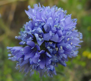 Gilia capitata <br>BLUE GLOBE GILIA