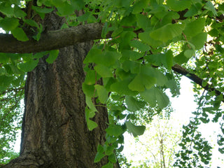 Ginkgo biloba <br>DINOSAUR FOOD, Maidenhair Tree