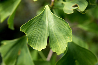 Ginkgo biloba <br>DINOSAUR FOOD, Maidenhair Tree