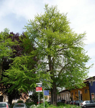 Ginkgo biloba <br>DINOSAUR FOOD, Maidenhair Tree