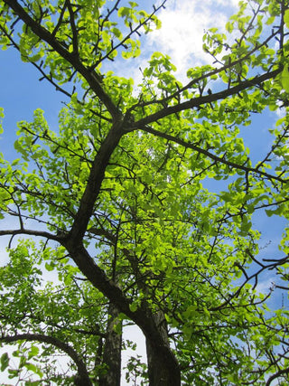 Ginkgo biloba <br>DINOSAUR FOOD, Maidenhair Tree