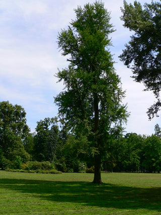Ginkgo biloba <br>DINOSAUR FOOD, Maidenhair Tree