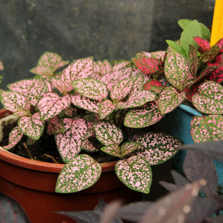 Hypoestes sangulnolenta, Hypoestes phyllostachya <br>PINK POLKA DOT