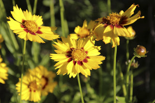 Coreopsis lanceolata <br>COREOPSIS STERNTALER