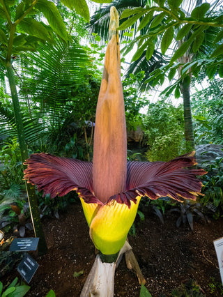 Amorphophallus titanum <br>CORPSE FLOWER, TITAN ARUM <BR>1 Germinated Seed