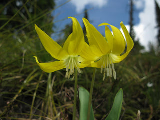 Erythronium grandiflorum <br>TROUT LILY, YELLOW FAWN LILY