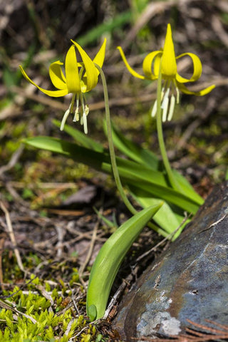 Erythronium grandiflorum <br>TROUT LILY, YELLOW FAWN LILY