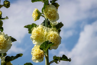 Alcea rosea <br>DOUBLE YELLOW HOLLYHOCK