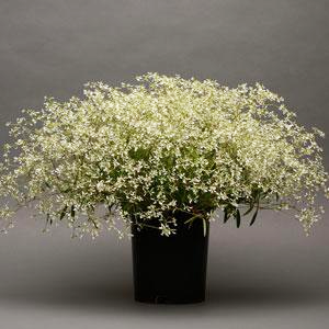 Euphorbia graminea <br>EUPHORBIA GLAMOUR IMPROVED