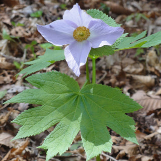 Glaucidium palmatum var. leucanthum <br>WOOD POPPY, HORNED POPPY