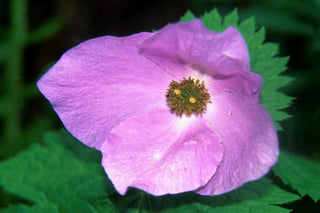 Glaucidium palmatum <br>WOOD POPPY, HORNED POPPY