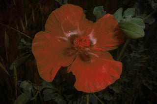 Glaucium flavum var. aurantiacum <br>ORANGE HORNED POPPY