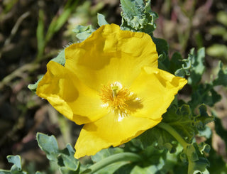 Glaucium flavum <br>YELLOW HORNED POPPY