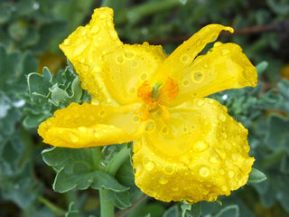 Glaucium flavum <br>YELLOW HORNED POPPY