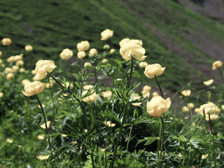 Trollius cultorum <br>GLOBE FLOWER 'NEW MOON'