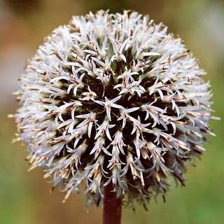 Echinops niveus <br>WHITE ECHINOPS <br>Organic