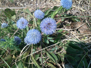 Globularia trichosantha <br>BLUE GLOBE DAISY