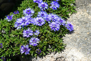 Globularia punctata <br>GLOBE FLOWER