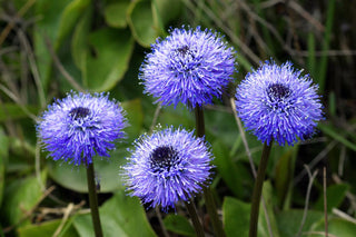 Globularia nudicaulis <br>NAKED-STALKED GLOBE DAISY