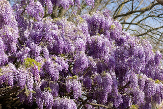 Bolusanthus speciosus <br>WISTERIA TREE, RHODESIAN WISTERIA TREE